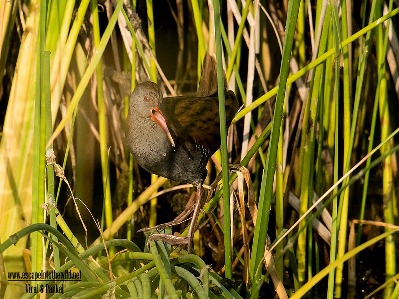 Water Rail 